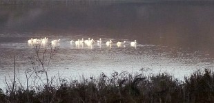 Abbotts Lagoon: an ice bath for your feet