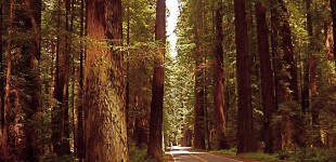 Avenue of the Giants (some very big trees)